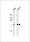 RhoG Antibody